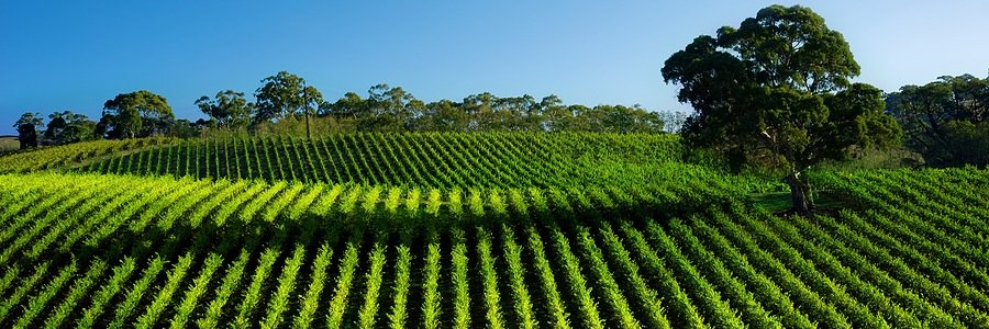 DiscoverSonomaCoWine banner
