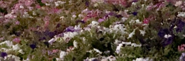 ShiaKanwat's profile banner image
