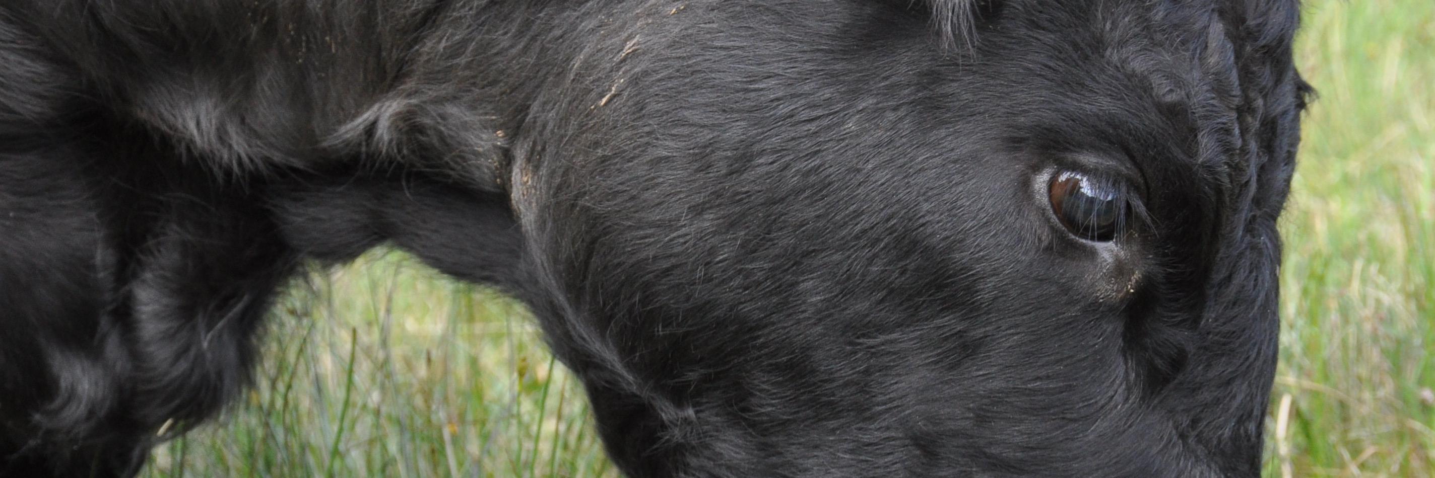 Labertom's profile banner image