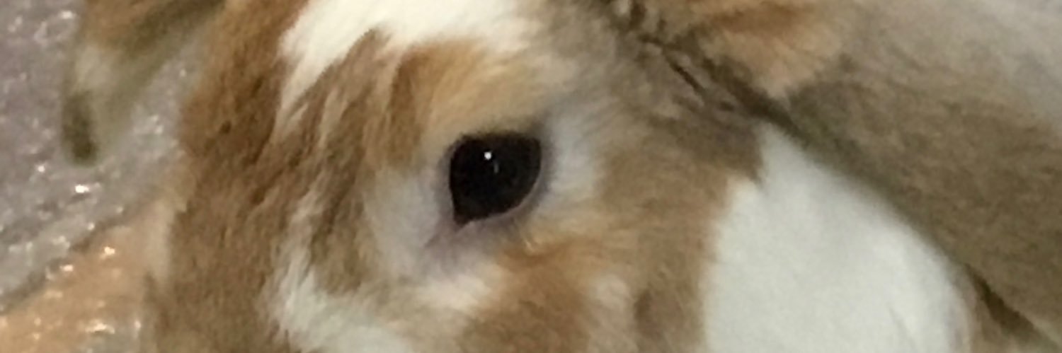 Nikkolly 🍉 banner