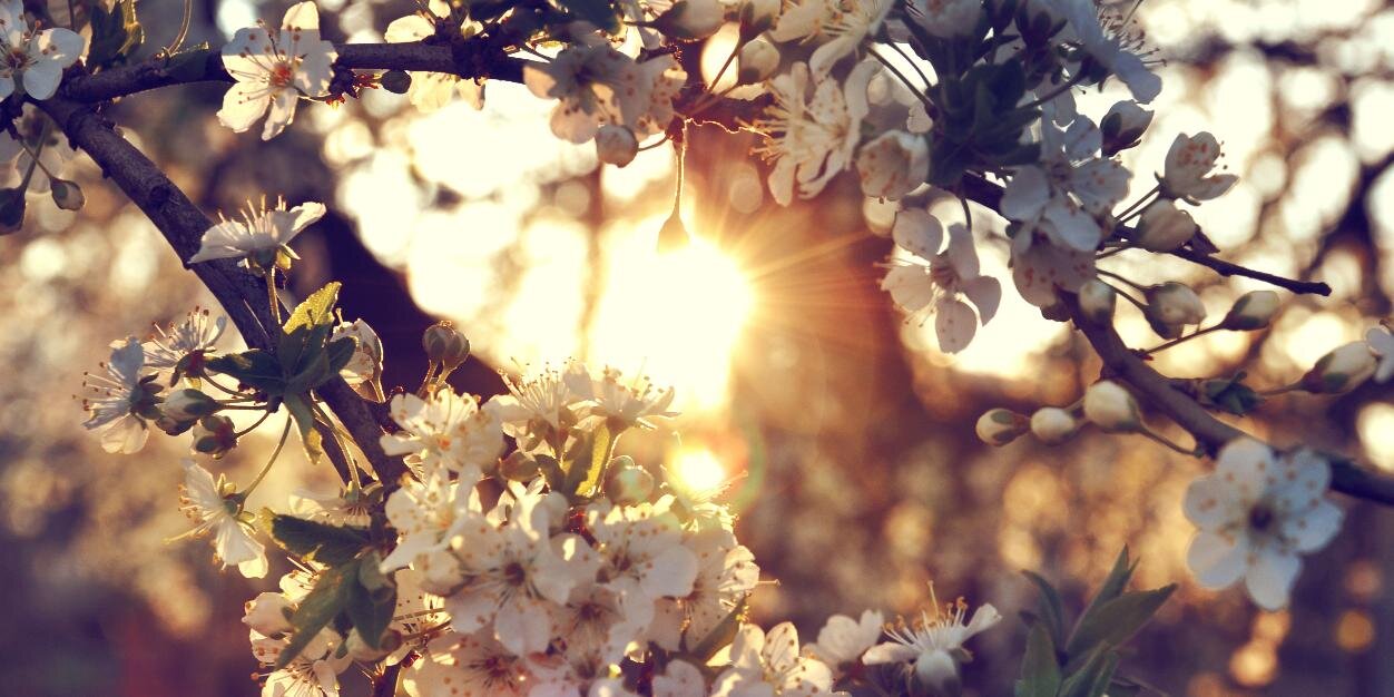 Vio banner
