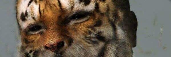 stonebeast22's profile banner image