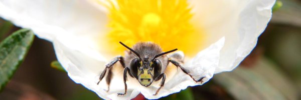 NerMonPer Profile Banner