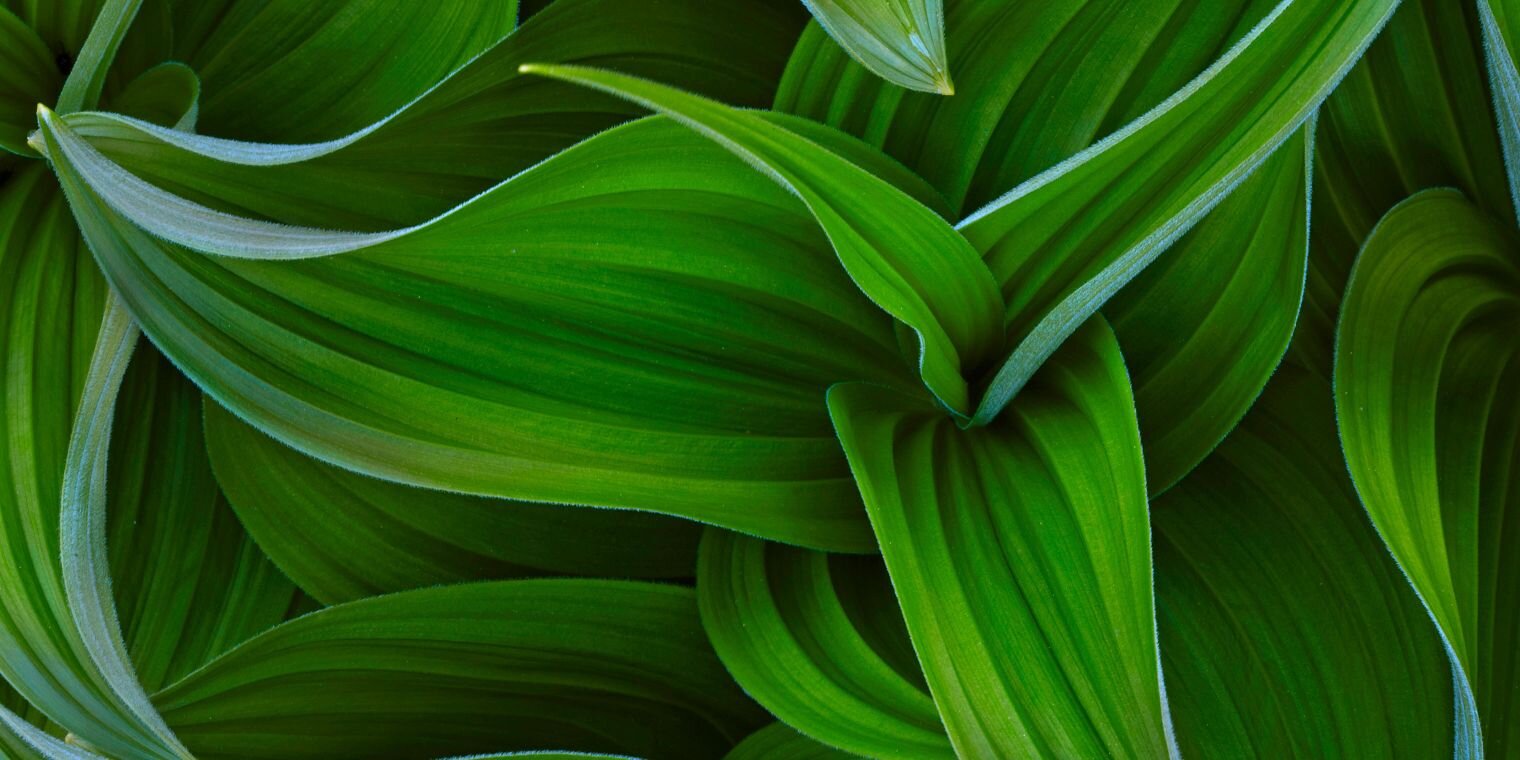 pepapupa's profile banner image
