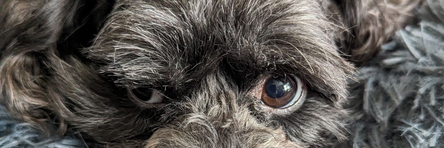 PiP banner