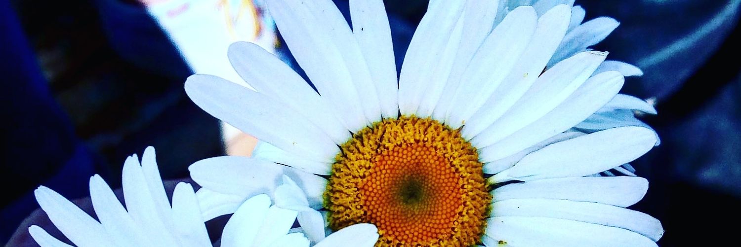 ValeeGriggio's profile banner image