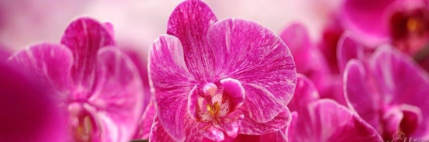 Just Add Ice® banner