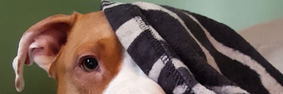 Janelleybeee's profile banner image