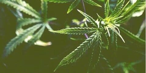 WeForWeed's profile banner image