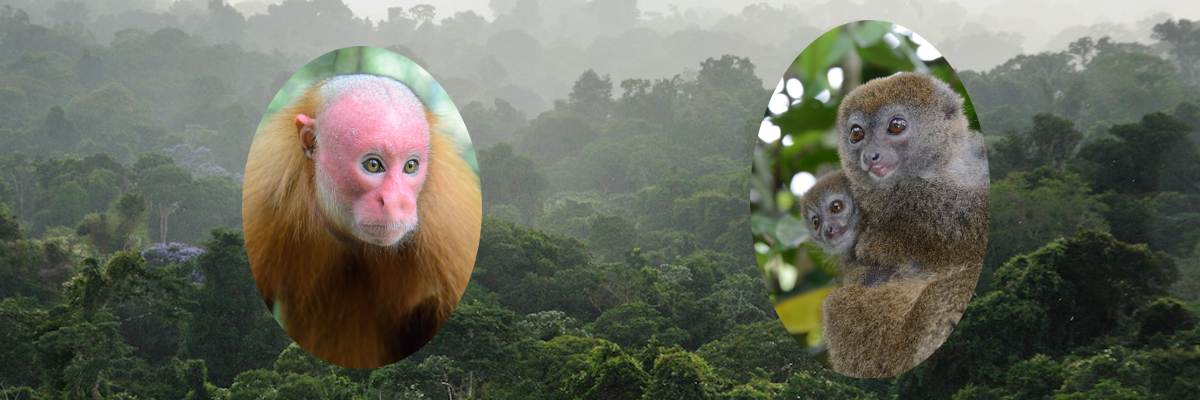 Russ Mittermeier banner