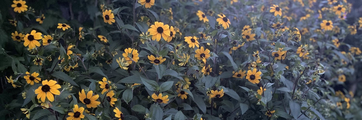 LisaDrewery's profile banner image