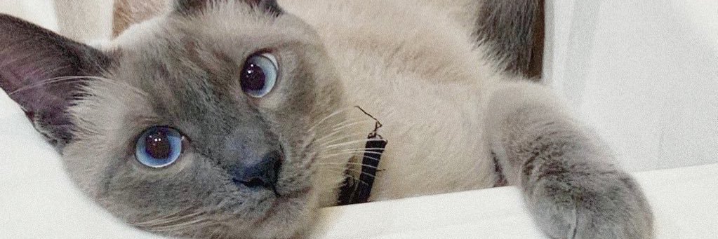 Miss Andrist 🪽 banner