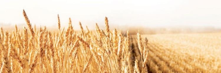 Silvery Tweed Cereal banner