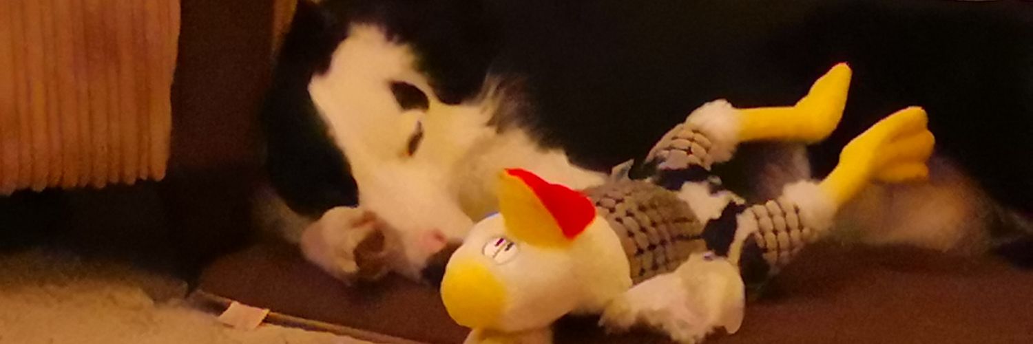 ↙️ Steve's Corner banner