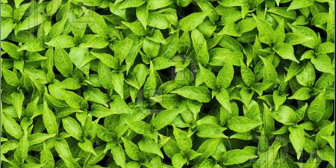 H2Growco's profile banner image