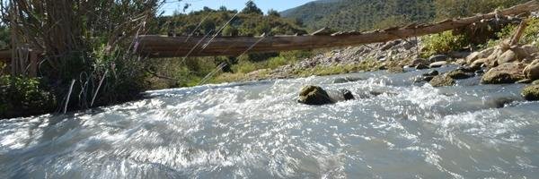 R. banner