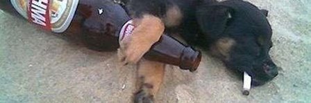 perromelado's profile banner image