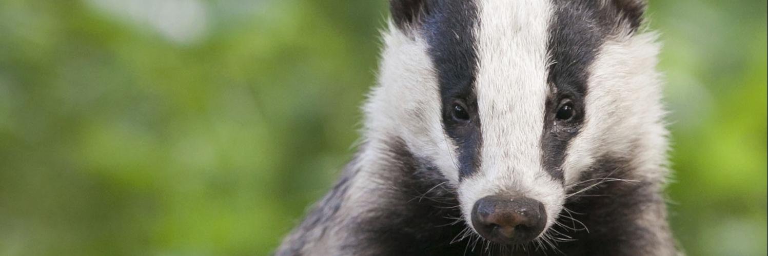 badgeraction's profile banner image