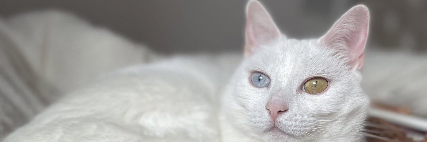 MHizzard's profile banner image