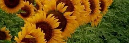 jgatica2403's profile banner image