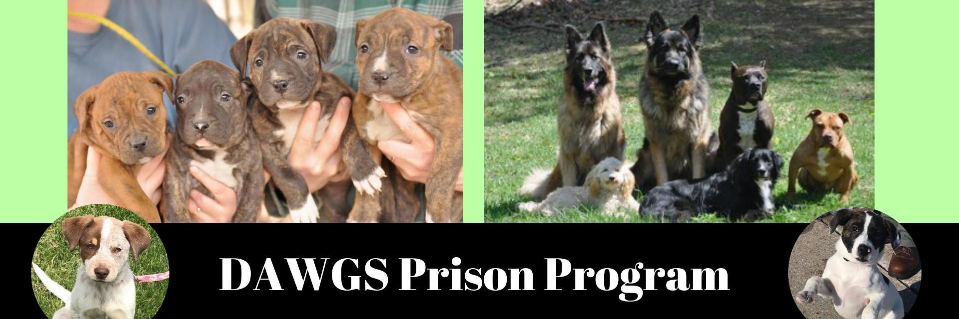 PrisonDAWGS's profile banner image