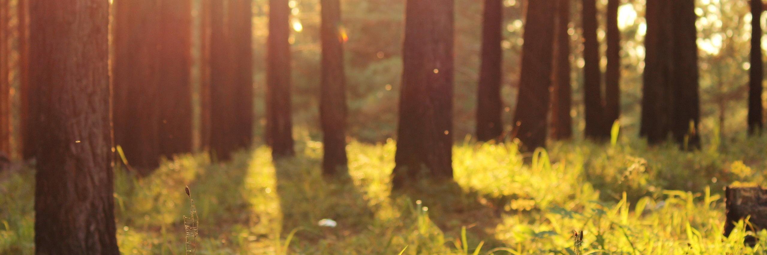 Tigrsh's profile banner image