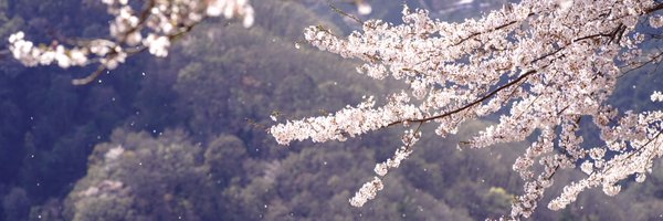 CC_Hayama Profile Banner