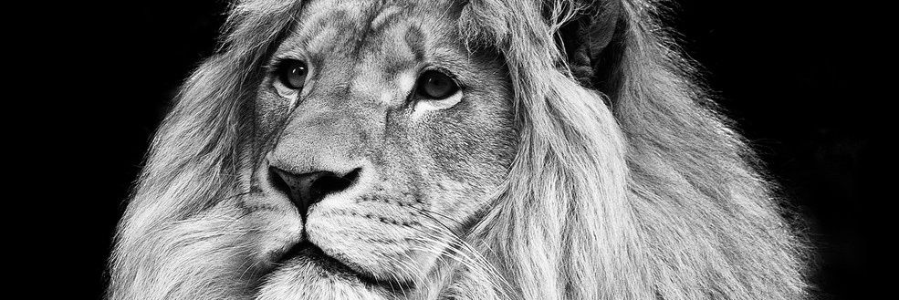 Kazha77's profile banner image