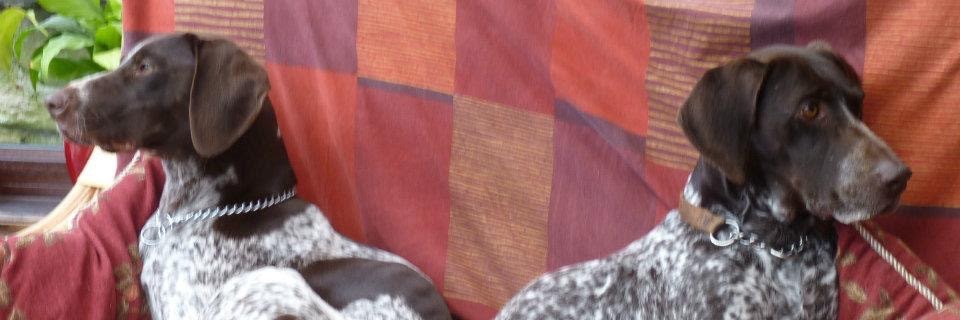 cottarsbarn's profile banner image
