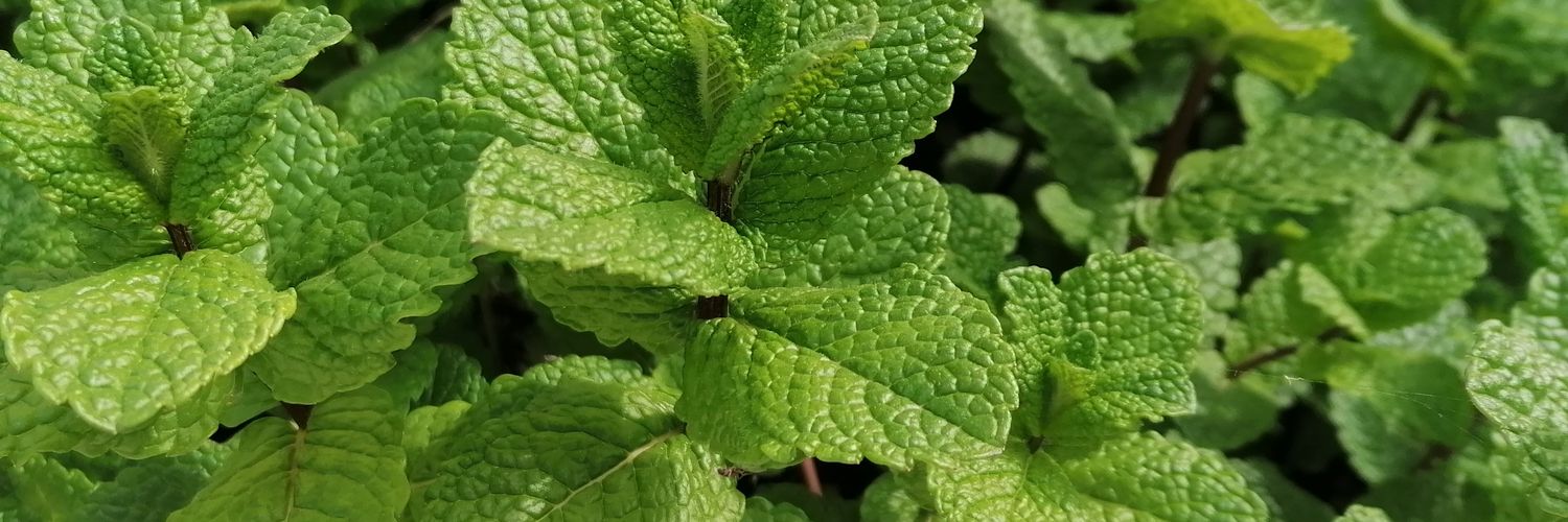 Gamma_Piscium's profile banner image