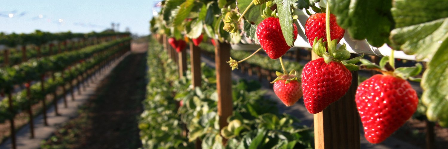 tanakafarms's profile banner image