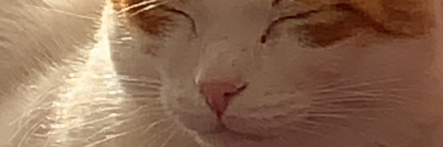 Daniel banner