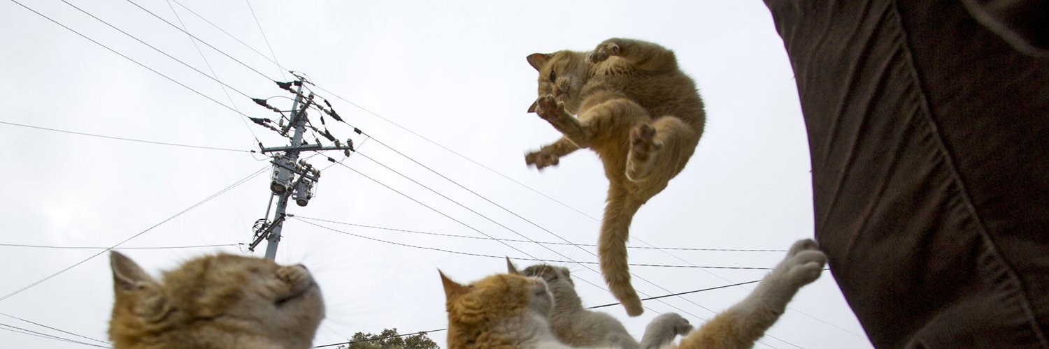 радостный кот. злой рыжий кот. кот бежит. испуганный кот. кот атакует.