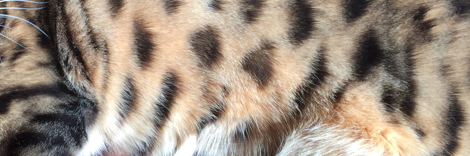 LilLeopardSpots's profile banner image