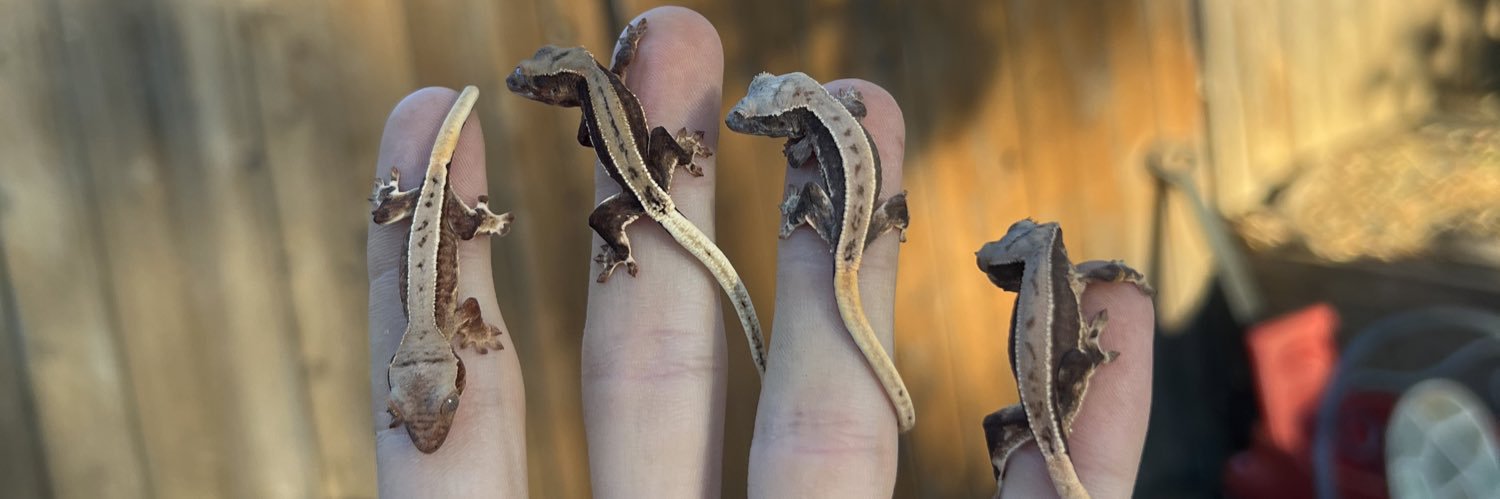geckbro's profile banner image