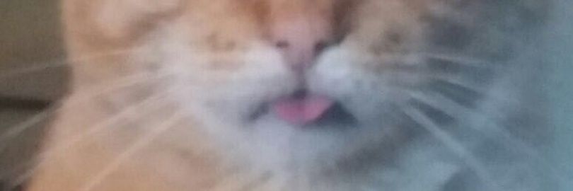 DanintendoG's profile banner image