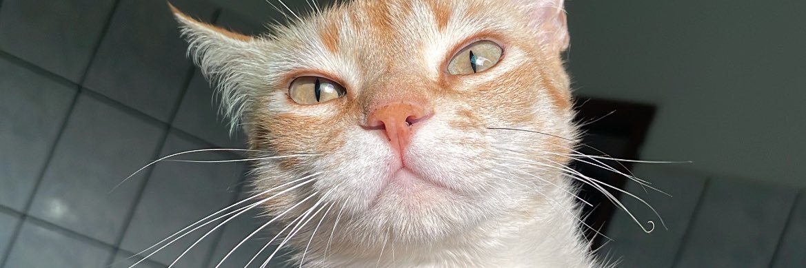 calixtenho's profile banner image