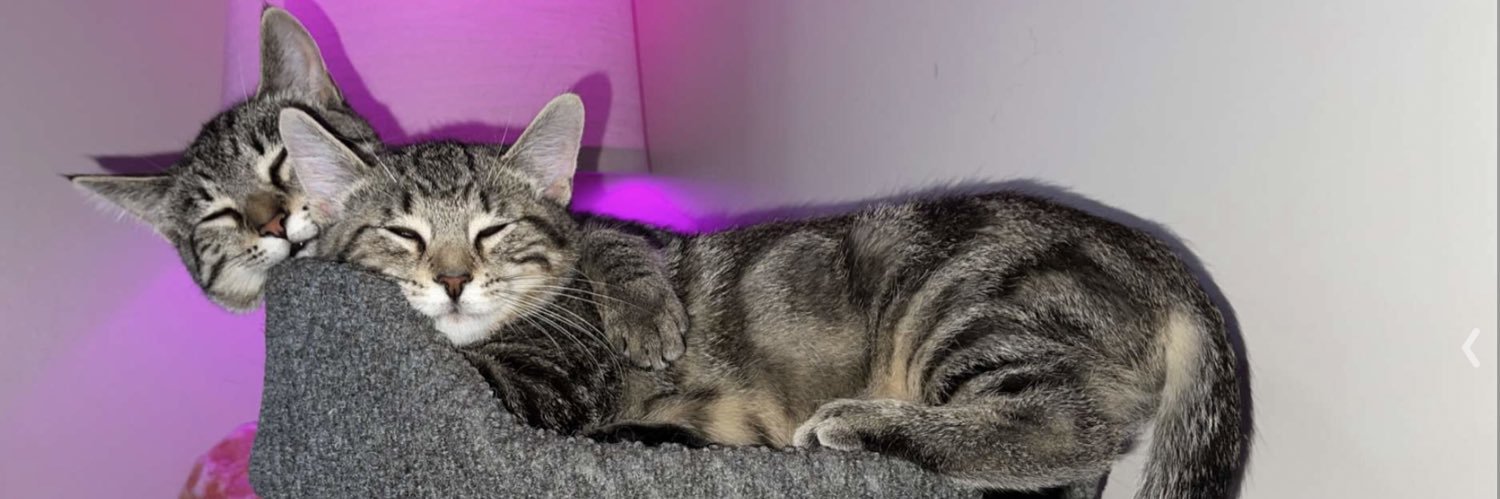 miabattista1's profile banner image