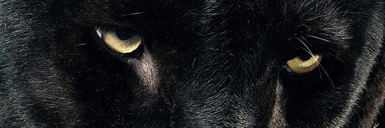 SwavyySnipes's profile banner image