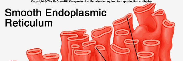TooSmoothER's profile banner image