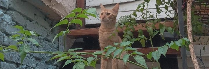 rodriguezagu5's profile banner image
