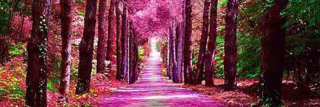 RosieSharp_x's profile banner image