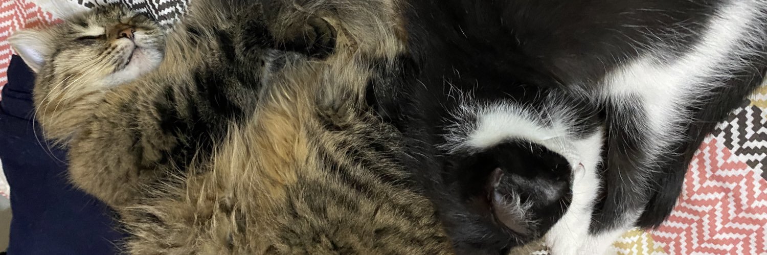 guildmasterfelo's profile banner image