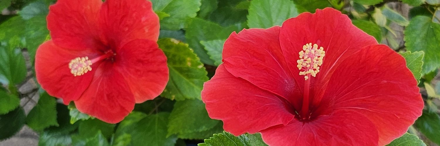 sanhen62's profile banner image