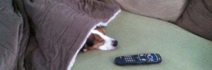 ToasterBeagle's profile banner image