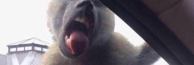 FuckYoMemes's profile banner image
