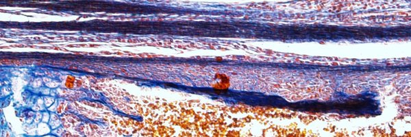 a_hmltn Profile Banner