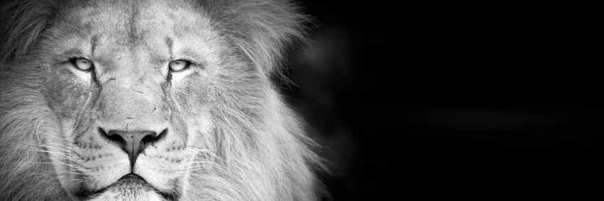 imsoamazin85's profile banner image