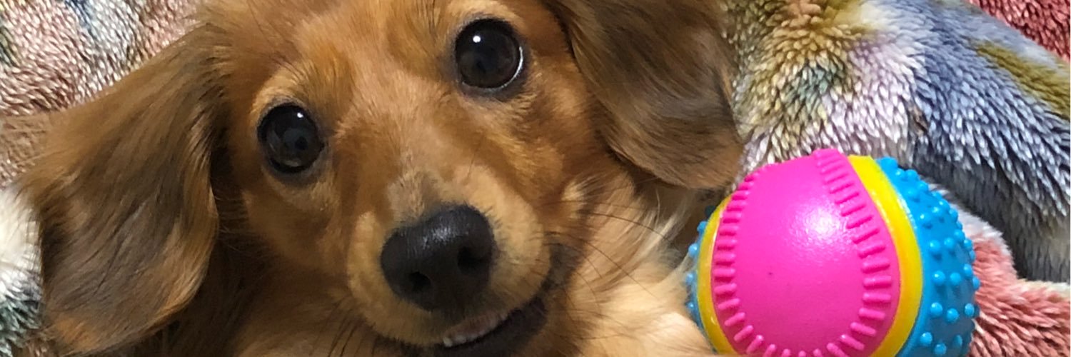 arukujunjun's profile banner image