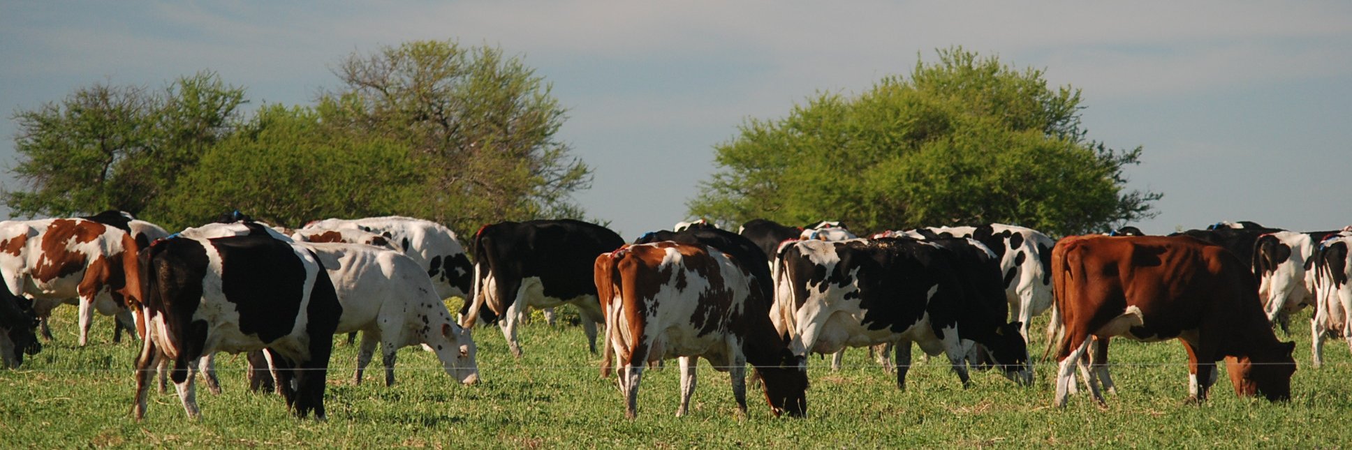 karina Escola banner